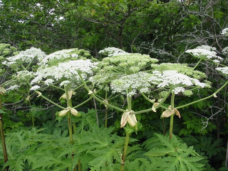 Представлены результаты мониторинга распространения борщевика Сосновского (анонс)