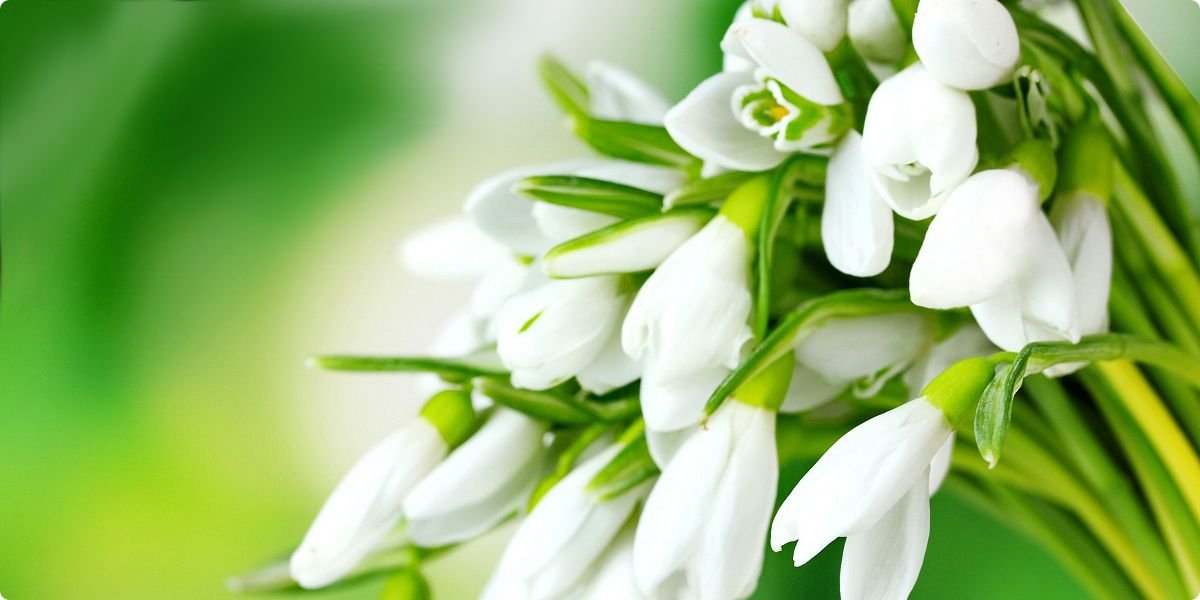 С Международным женским днем! (анонс)